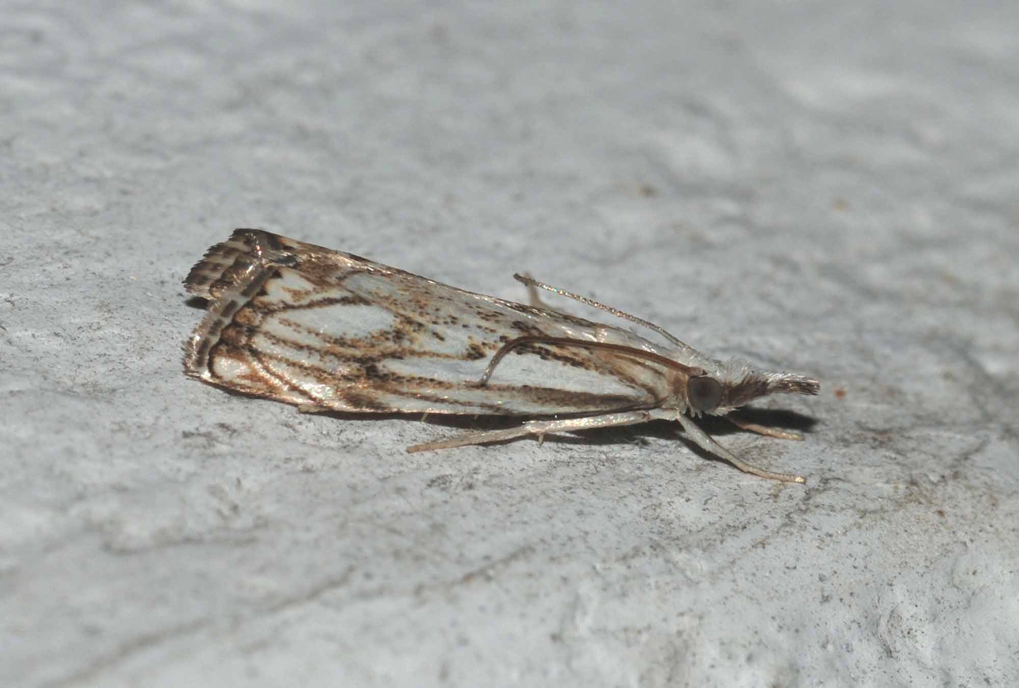 Crambidae